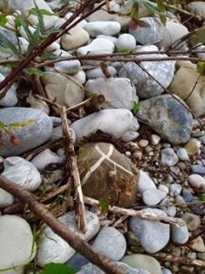 14040109_1169074763151461_6523939534041570013_n