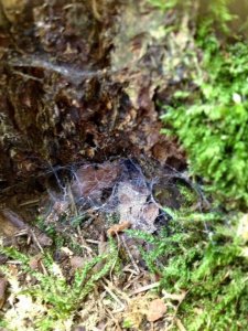 14040197_1169567789768825_3641282479087310880_n