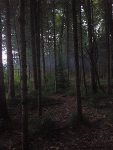 14046127_1169074423151495_5372597123111068187_n