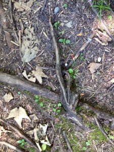 14054920_1169569109768693_6187449128796267064_n