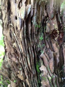 14064076_1169566906435580_8216017539122689139_n