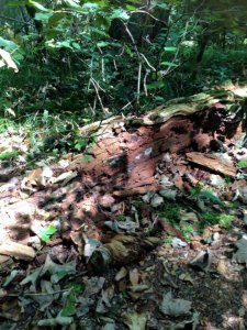 14068285_1169567956435475_573121405916998861_n