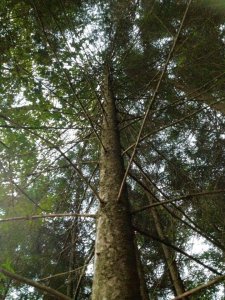 14080036_1169074826484788_6720950501834222284_n