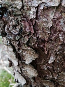 14080047_1169075313151406_594370069363096141_n