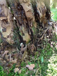 14089254_1169566706435600_5702471925879837015_n