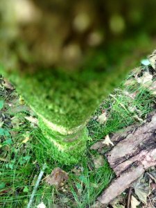 14095696_1173069619418642_1098115264937493818_n