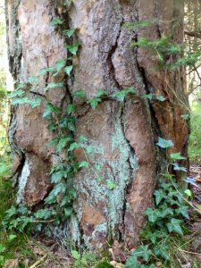 14095748_1169566113102326_1776750265024528444_n