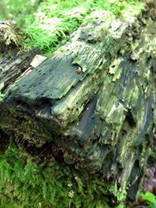 14100440_1173070996085171_3189710337945807657_n