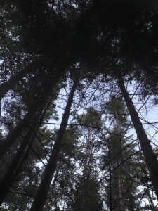 14102263_1169075676484703_1980454309467792056_n