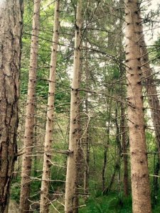 14102400_1169075896484681_2399770964628489231_n