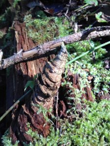 14102643_1173132646079006_5583667618698359208_n