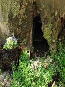 14117680_1169567543102183_8432123576589408680_n