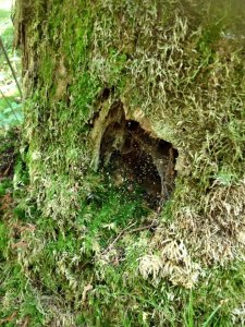 14117833_1169567539768850_5842152445070148674_n