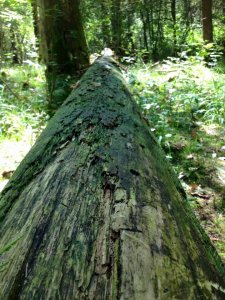 14142048_1169568093102128_2541310659784025369_n