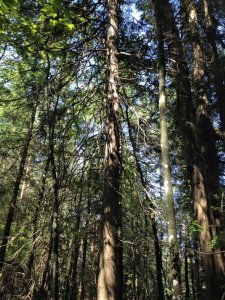 14184396_1173070792751858_4402299914072090522_n