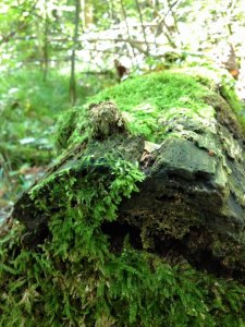 14192580_1173069129418691_8743626877266857268_n