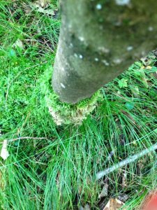 14202645_1173157149409889_5664082041858529173_n