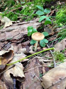 14202749_1173070002751937_7605593931785659255_n